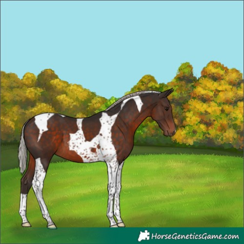 Horse Color:Silver Brown Tobiano 