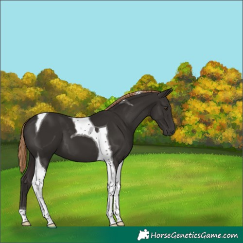 Horse Color:Liver Chestnut Tobiano 