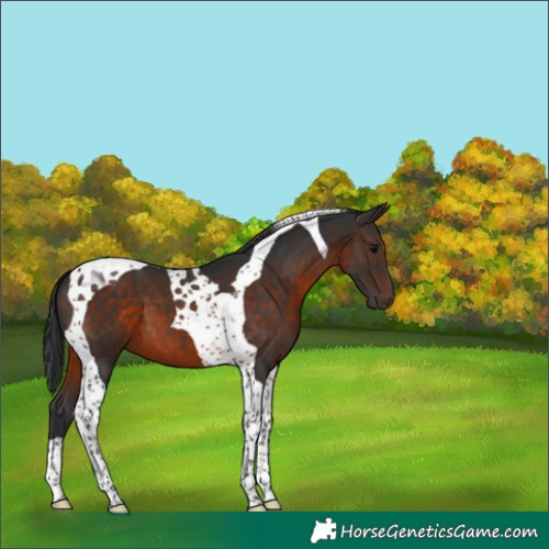 Horse Color:Brown Tobiano 