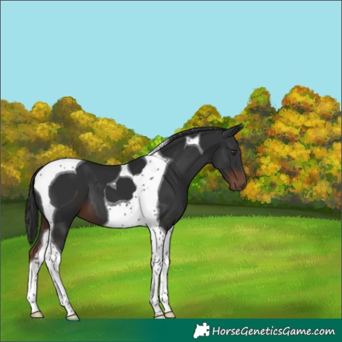 Horse Color:Liver Chestnut Tobiano 