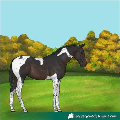 Horse Color:Brown Tobiano 