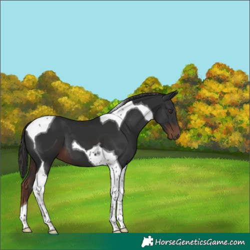 Horse Color:Liver Chestnut Tobiano 