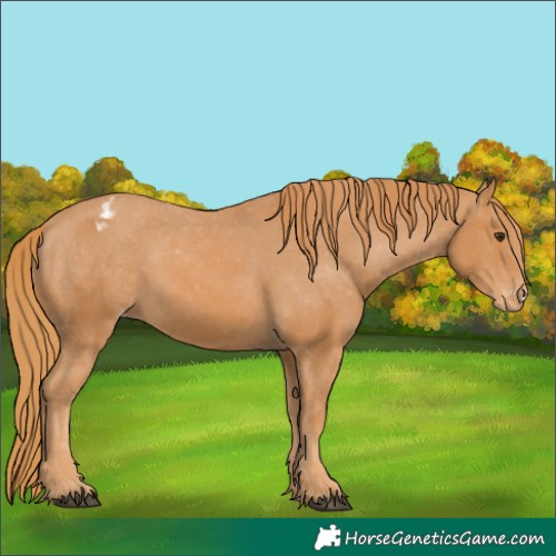 Horse Color:Chestnut Appaloosa 