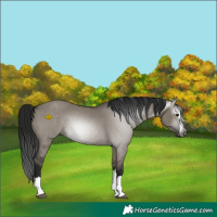Horse Color:Gray Grullo 