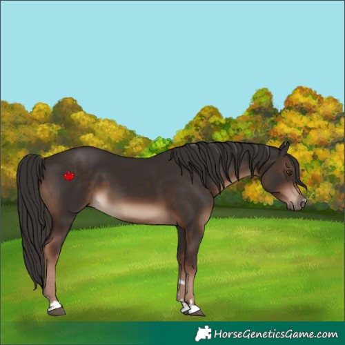 Horse Color:Liver Chestnut 