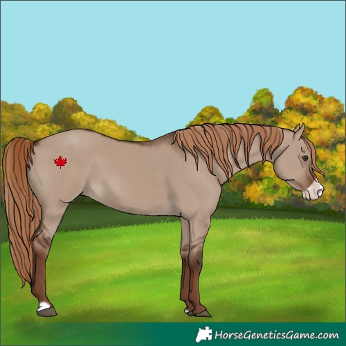 Horse Color:Liver Red Dun Frame