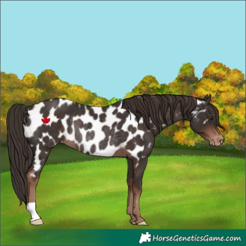 Horse Color:Liver Chestnut Near Leopard Rabicano 