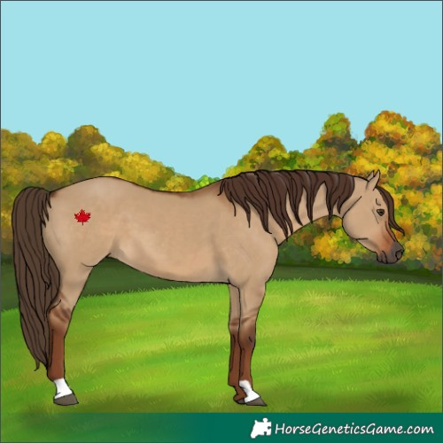 Horse Color:Gray Red Dun