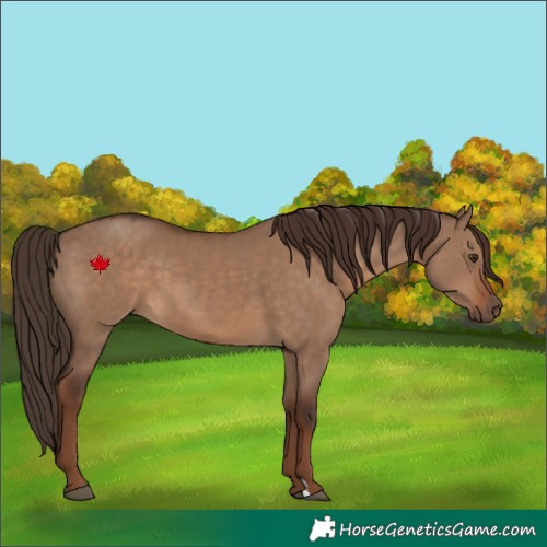 Horse Color:Liver Red Dun 