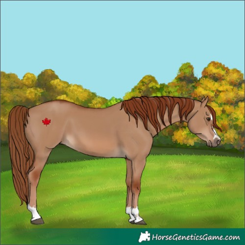 Horse Color:Red Dun