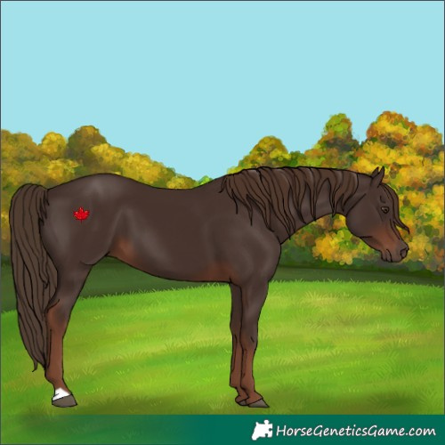 Horse Color:Liver Chestnut 