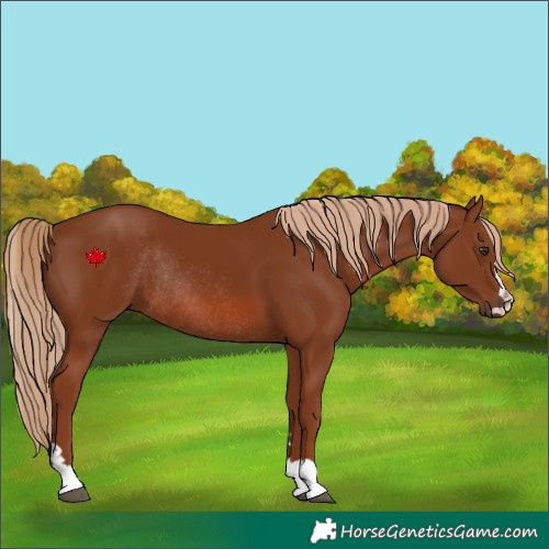 Horse Color:Chestnut Rabicano
