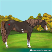 Horse Color:Liver Chestnut 