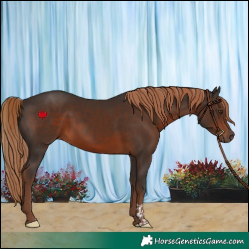 Horse Color:Liver Chestnut  and Liver Chestnut 
