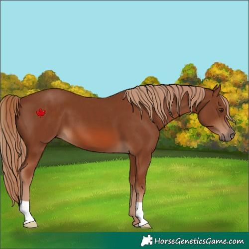 Horse Color:Chestnut 