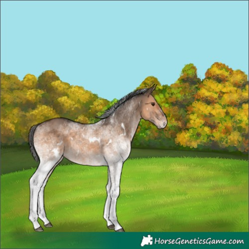 Horse Color:White Spotted Brown Dun 