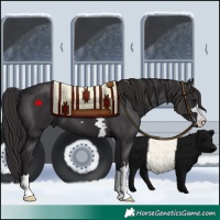 Horse Color:Smoky Black 