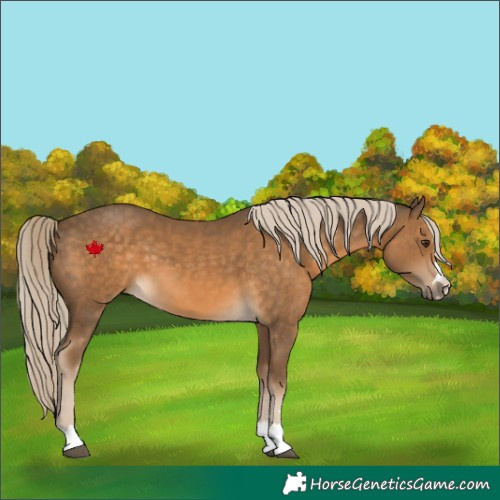 Horse Color:Chocolate Palomino 