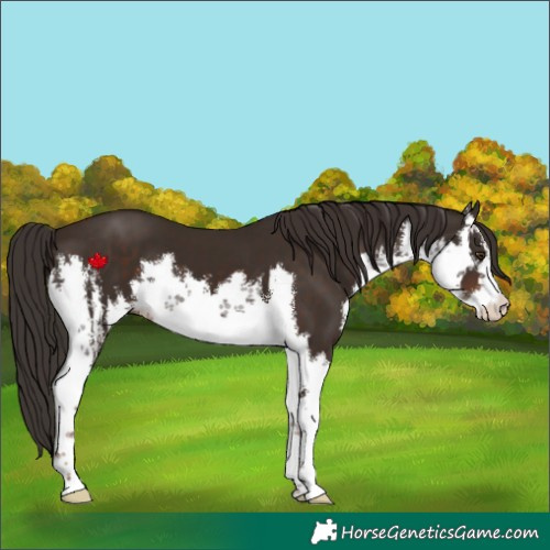 Horse Color:White Spotted Liver Chestnut