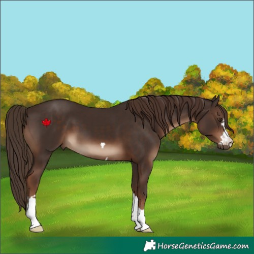 Horse Color:Liver Chestnut 