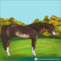 Horse Color:Liver Chestnut 