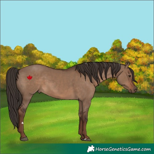 Horse Color:Liver Red Dun Rabicano 