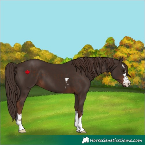 Horse Color:Liver Chestnut 