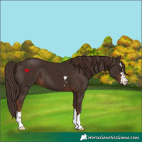 Horse Color:Liver Chestnut 