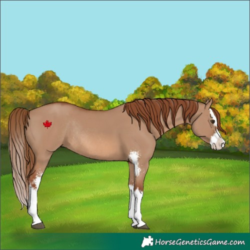 Horse Color:Red Dun Sabino Splash Rabicano