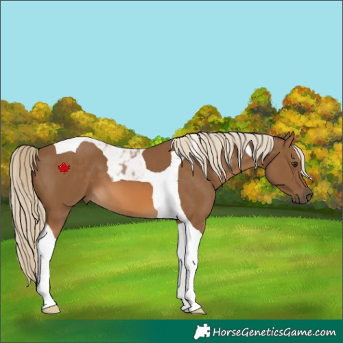 Horse Color:Chocolate Palomino Tobiano 