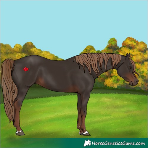 Horse Color:Liver Chestnut 