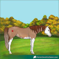 Horse Color:Red Dun Splash 