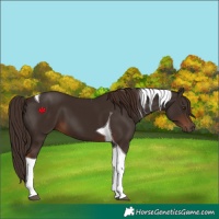 Horse Color:Liver Chestnut Tobiano 