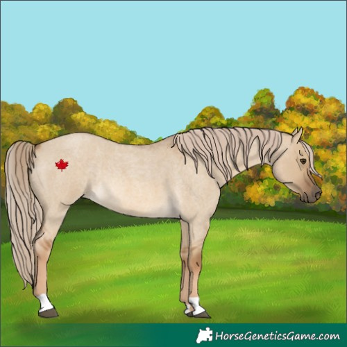 Horse Color:Chocolate Palomino Roan Dun Rabicano