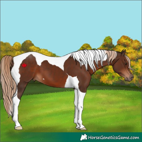 Horse Color:Liver Chestnut Tobiano 