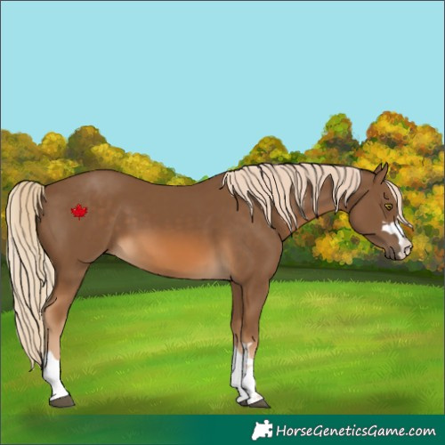 Horse Color:Chocolate Palomino
