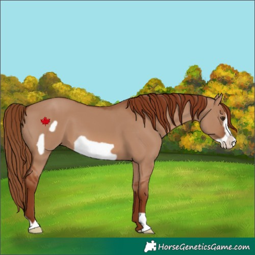 Horse Color:Red Dun Frame 