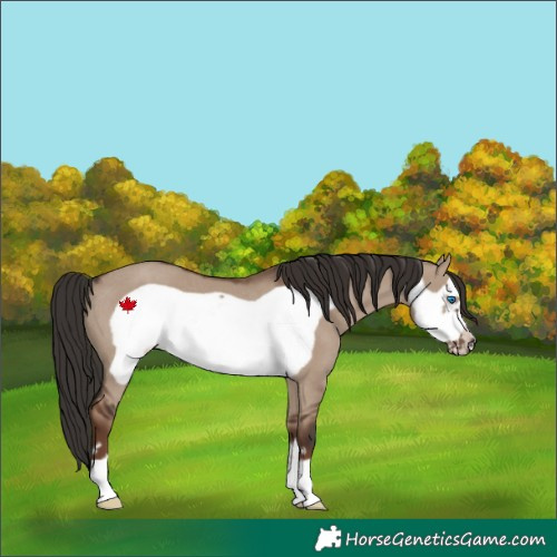 Horse Color:Liver Red Dun Frame Rabicano