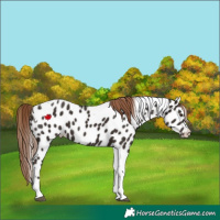 Horse Color:Liver Chestnut Tobiano Appaloosa