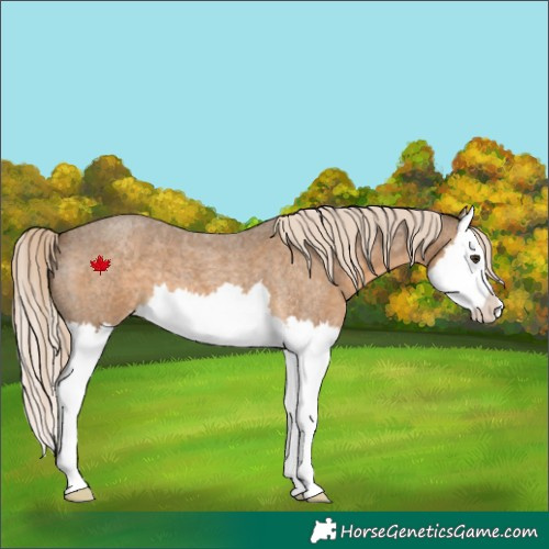 Horse Color:Chocolate Palomino Roan Splash