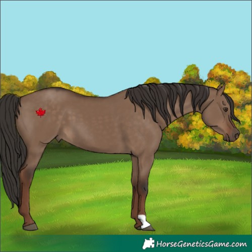 Horse Color:Liver Red Dun 