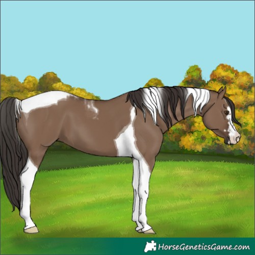 Horse Color:Liver Red Dun Tobiano 