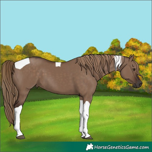 Horse Color:Liver Red Dun Tobiano 