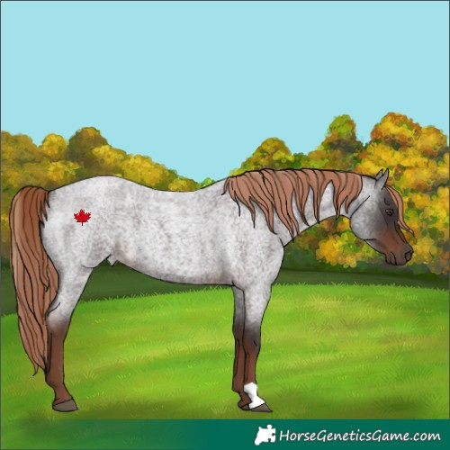 Horse Color:Liver Red Roan 