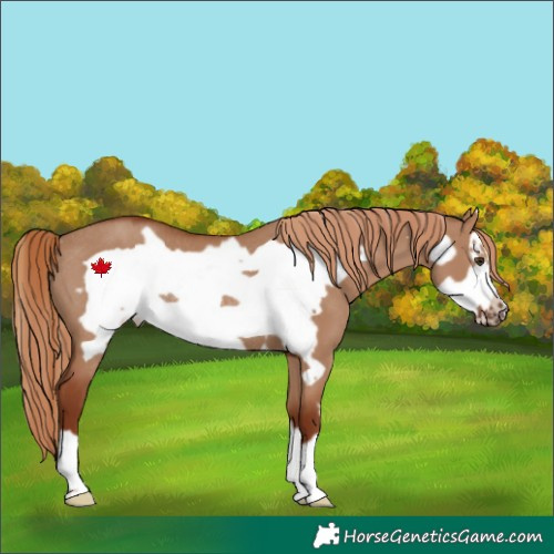 Horse Color:Red Dun Frame Rabicano