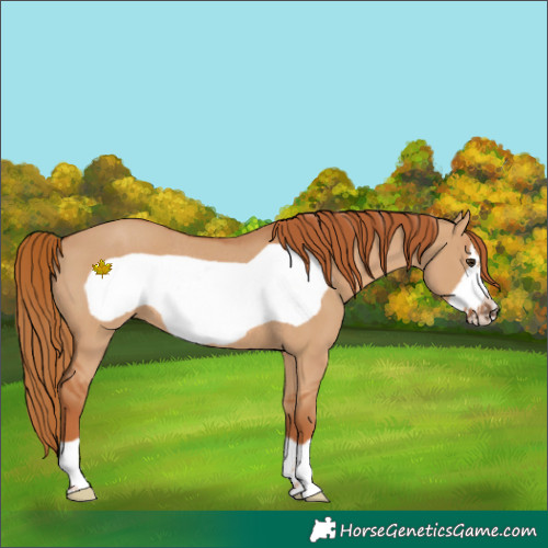 Horse Color:Red Dun Frame Rabicano