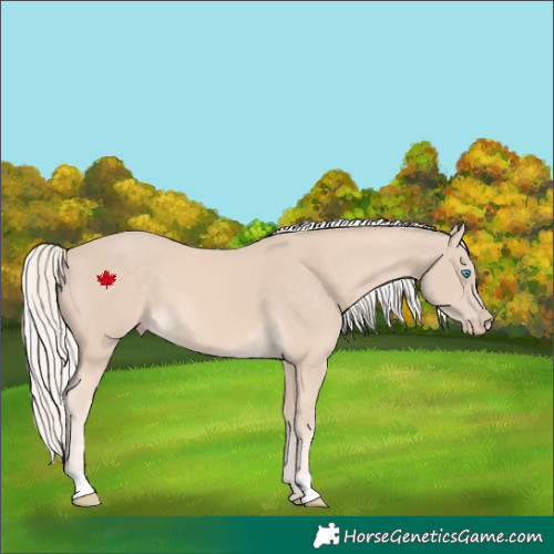 Horse Color:Cremello 