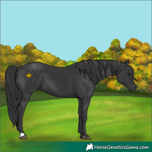 Horse Color:Black 