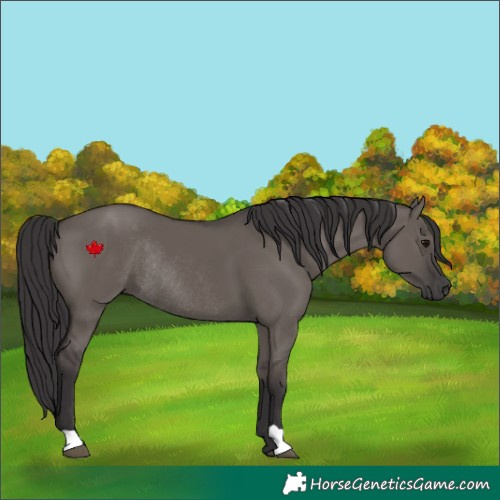 Horse Color:Smoky Grullo Rabicano