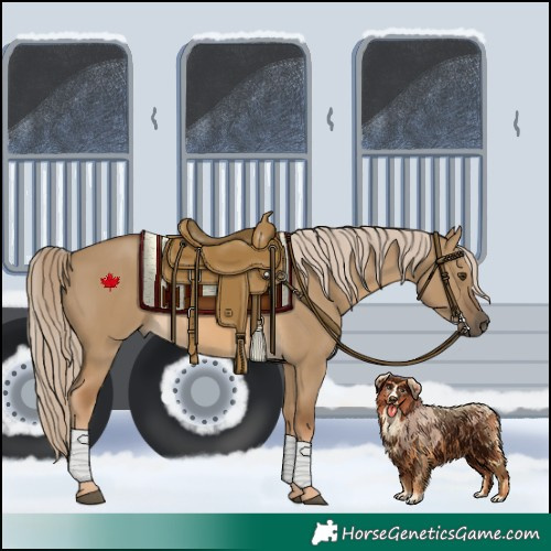 Horse Color:Chocolate Palomino Dun Rabicano